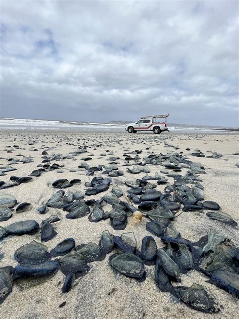 PHOTOS: Velella velellas, or By-the-Wind sailors, spotted on San Diego beaches